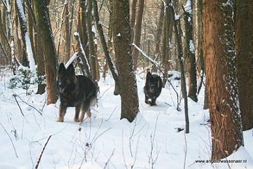 Wolven in het bos